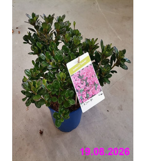 Azalea (J) 'Rokoko' C 2 L